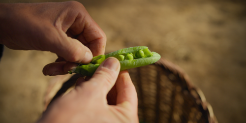 El guisante, una legumbre pequeña pero con alto valor nutricional que protagoniza eventos gastronómicos en el Maresme